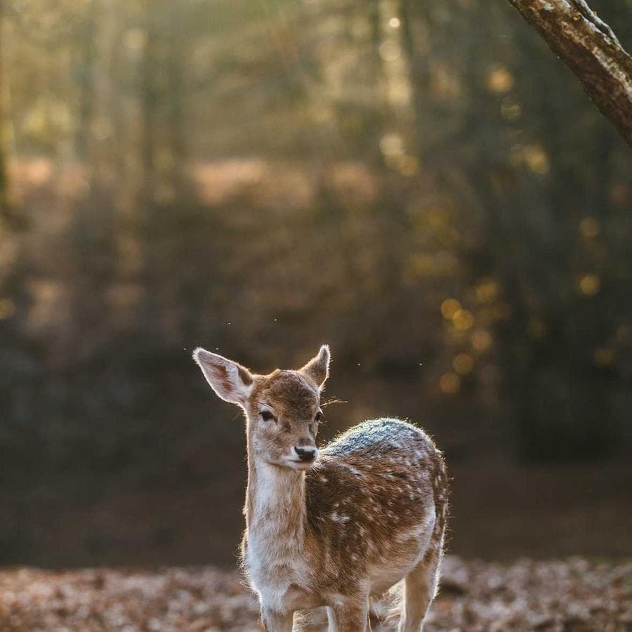 Gran Turismo Graphix project 2